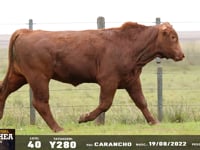 Lote 40