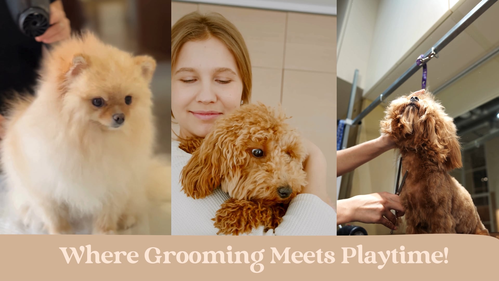 Wag Spot - Pet Services in Miami