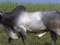 Lote 06