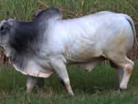 Lote 55
