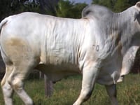 Lote 57