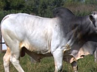Lote 68