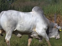 Lote 80