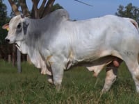 Lote 84