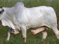 Lote 96