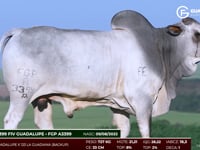 Lote 86