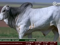 Lote 89