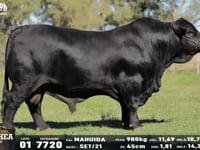 Lote 01