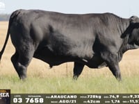 Lote 03