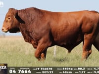 Lote 04