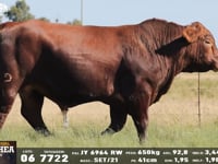 Lote 06