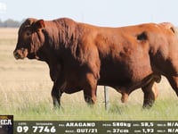 Lote 09