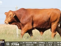 Lote 11