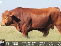 Lote 12