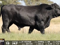 Lote 13
