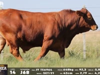 Lote 14