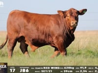 Lote 17