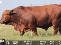 Lote 19