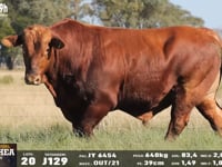 Lote 20