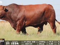 Lote 21