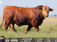 Lote 22