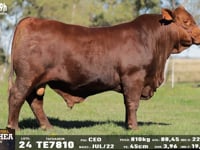 Lote 24