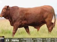 Lote 27