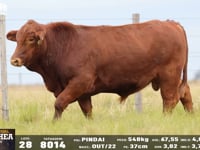 Lote 28