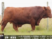 Lote 29