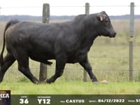 Lote 36