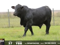 Lote 37