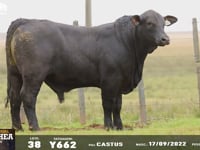 Lote 38