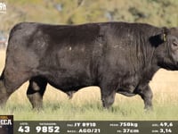 Lote 43