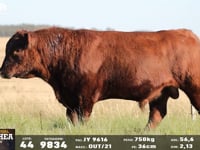 Lote 44