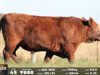 Lote 45
