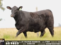 Lote 65