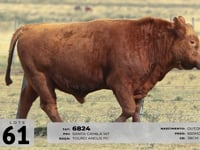 Lote 61
