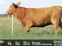 Lote 74