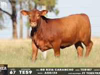 Lote 67