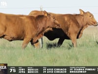 Lote 75