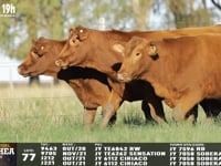 Lote 77