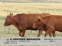 Lote 78