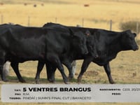 Lote 79