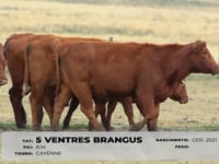 Lote 81