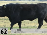 Lote 62