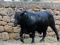 Lote 46