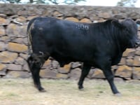 Lote 47