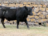 Lote 48
