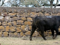 Lote 49