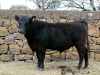 Lote 50